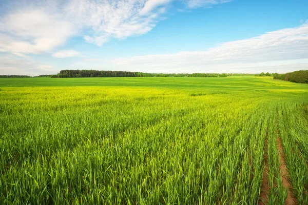 Bellissimo campo verde e cielo nuvoloso blu . — Foto Stock