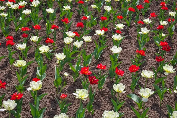 Kolorowe tulipany wiosną. Tulipany w polu tło — Zdjęcie stockowe