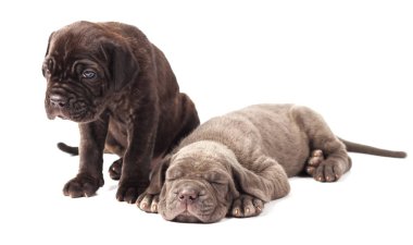 İki güzel genç yavru İtalyan mastiff cane corso (1 ay)