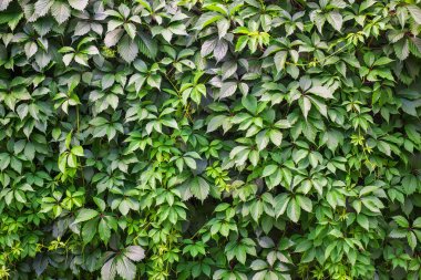 Yeşil doğa arka plan duvar yapraklar. Kız gibi üzüm