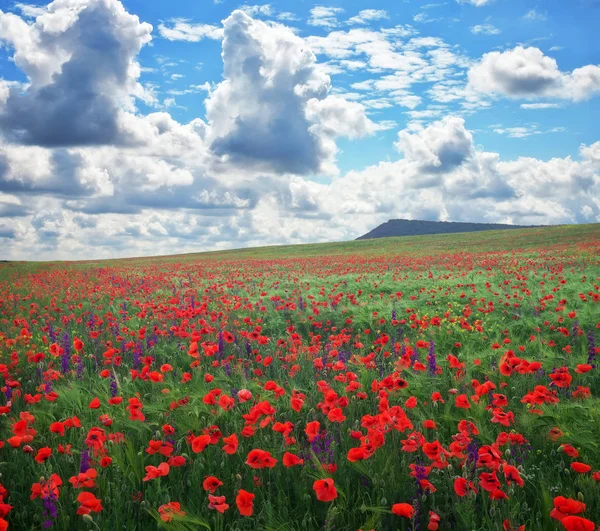 Bellissimo paesaggio con prato di papavero. Composizione della natura . — Foto Stock