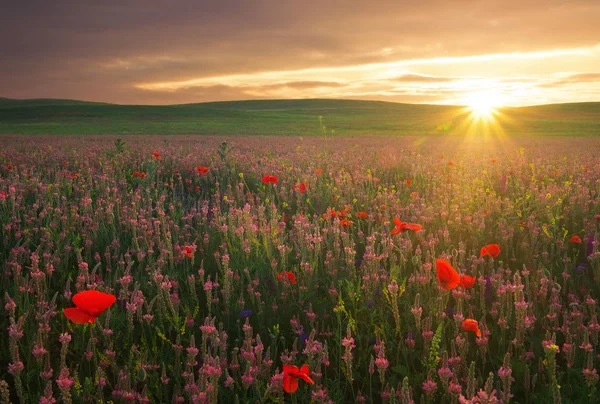 Campo con erba, fiori viola e papaveri rossi contro il sole — Foto Stock