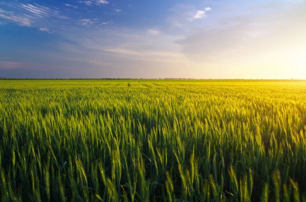 Campo al atardecer. Paisaje agrícola — Foto de Stock