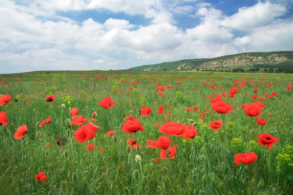 Beautiful Landscape. Field with red poppies. — Stock Photo, Image