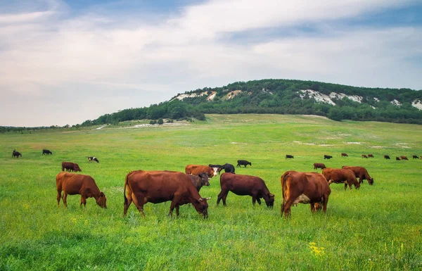 Vacas en prado verde. Composición de la naturaleza —  Fotos de Stock