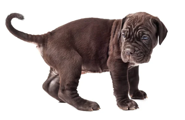 Bellissimo giovane cucciolo italiano mastiff cane corso (1 mese ) — Foto Stock
