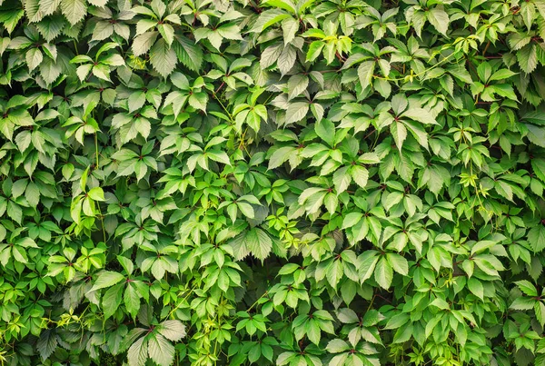 Nature background of green leafs wall. Girlish grapes — Stock Photo, Image