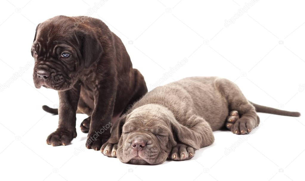 Two beautiful young puppies italian mastiff cane corso (1 month)