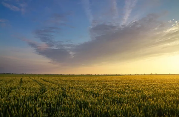 Campo durante il tramonto. Paesaggio agricolo — Foto Stock