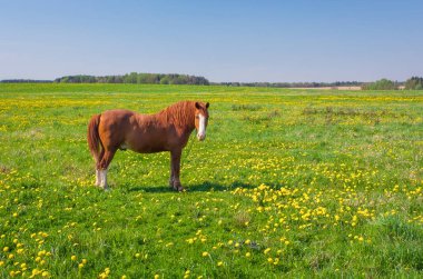Dandelions olan yeşil bir alana kahverengi ata. 