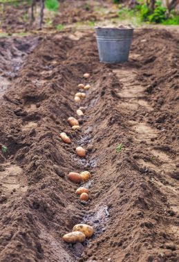 Patates hasat için ilkbaharda dikim. 