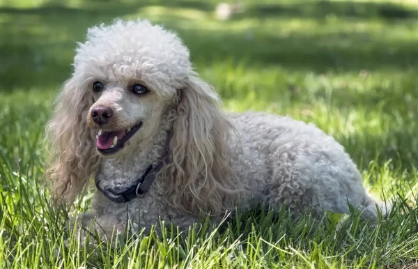 Trpasličí pudl psa na trávě v parku — Stock fotografie