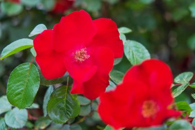 Kırmızı köpek-gül bahçesinde Close-Up