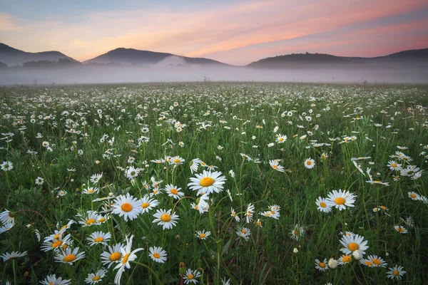 Marguerites dans les champs près des montagnes. prairie avec des fleurs et — Photo