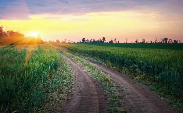 Prachtige zonsondergang en de weg in de groene velden — Stockfoto