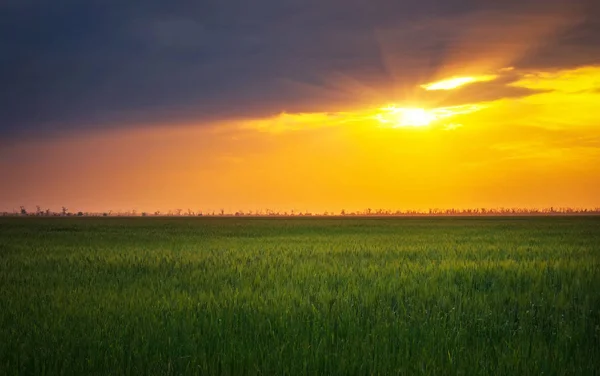 Яркий закат над пшеничным полем. Состав природы — стоковое фото