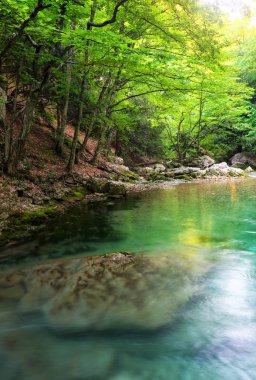Dağlar tarlada olarak papatya. 