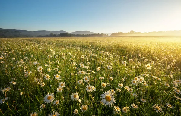 Prästkragar i fältet nära bergen. — Stockfoto