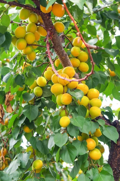 Apricot Tree Branches Fruits Leaves Apricots Ripen — Stock Photo, Image