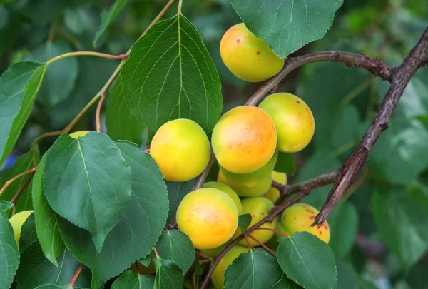 Apricot Tree Branches Fruits Leaves Apricots Ripen — Stock Photo, Image