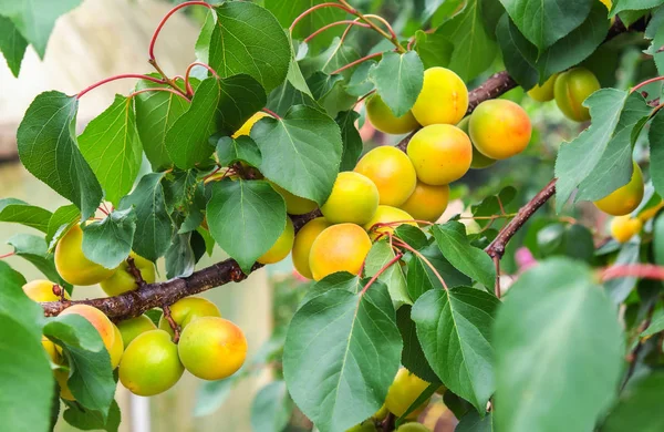 Apricot Tree Branches Fruits Leaves Apricots Ripen — Stock Photo, Image