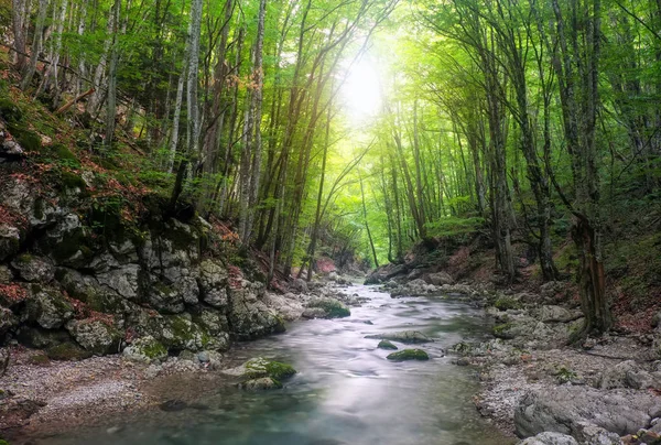 Fiume nella foresta montana. Composizione della natura — Foto Stock