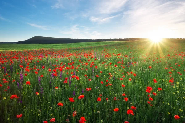 Fält med röd vallmo, färgglada blommor mot solnedgång himlen — Stockfoto