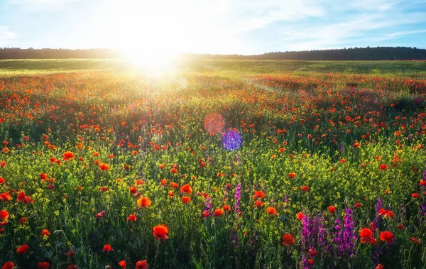 Fält med röd vallmo, färgglada blommor mot solnedgång himlen — Stockfoto