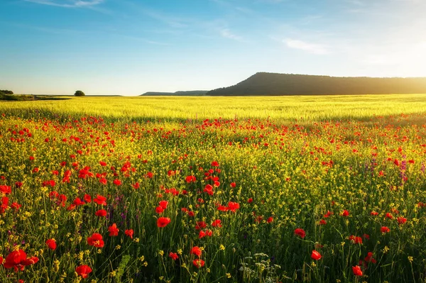 Vårblommor i fältet. Vackert landskap. Sammansättningen av naturen — Stockfoto