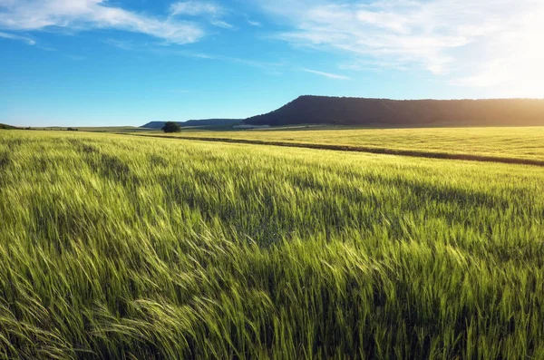 Campo di grano al mattino. Composizione della natura — Foto Stock