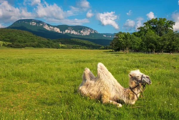 Paisaje Beautifil con camello en campo y montaña . —  Fotos de Stock