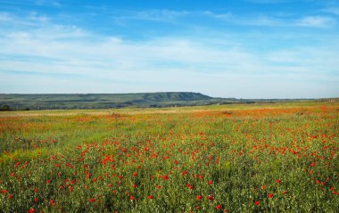 Tarlada Çiçekler bahar. Güzel manzara. 