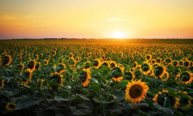 Gün batımı sırasında ayçiçeği alanları. 
