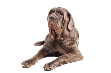 İtalyan mastiff cane corso beyaz arka plan üzerinde