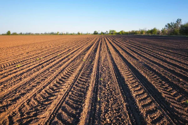 Preparing field for planting. Plowed soil  in spring time with blue sky — Stock Photo, Image