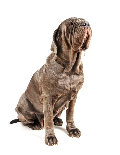 İtalyan mastiff cane corso beyaz arka plan üzerinde — Stok fotoğraf