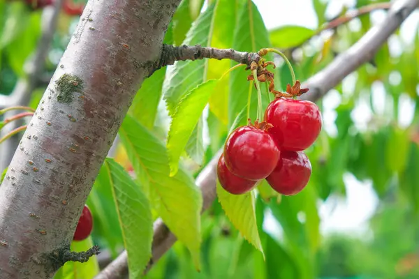 Спелые Плоды Вишни Дереве Саду Летом — стоковое фото