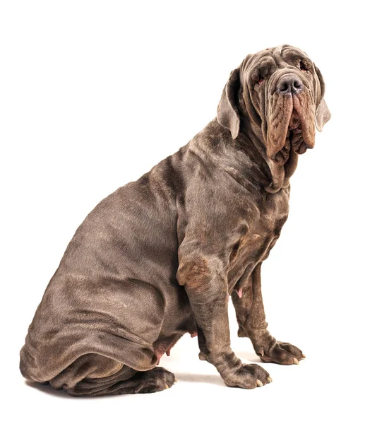 Italiensk mastiff cane corso på vit bakgrund — Stockfoto