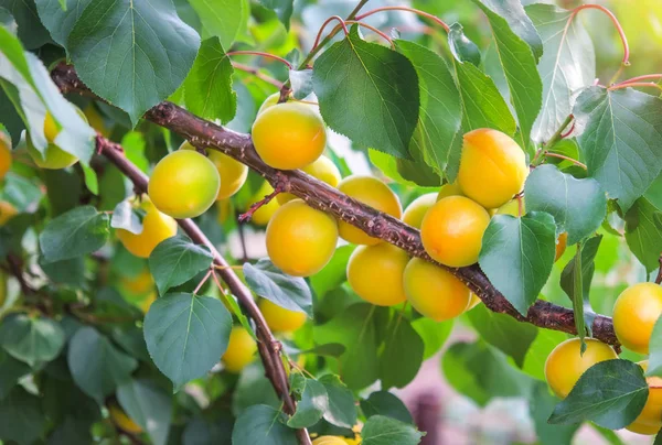 Apricot tree branches with fruits and leaves. Apricots ripen — Stock Photo, Image