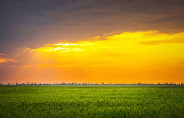 Coucher de soleil lumineux sur le champ de blé. Composition de la nature — Photo