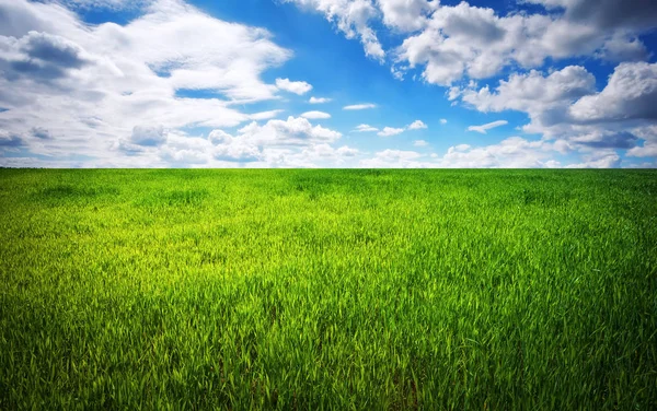 Green grass and blue sky with white clouds — Stock Photo, Image