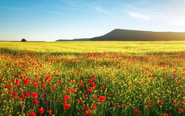 Spring flowers in field. Beautiful landscape. Composition of nature — Stock Photo, Image
