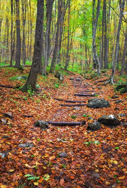 Gradini in legno nella foresta autunnale. Scala per la giungla — Foto Stock