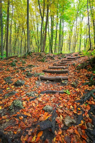 Wooden steps in autumn forest. Stairway to jungle — Stock Photo, Image