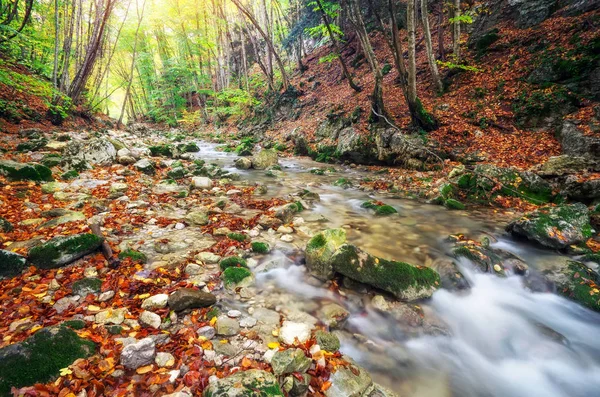 Autumn creek woods with yellow trees foliage and rocks in forest — Stock Photo, Image