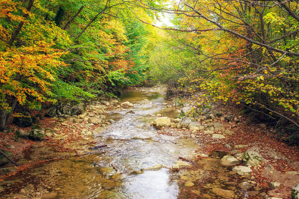 Beautiful autumn landscape with mountain river. Forest in Crimea