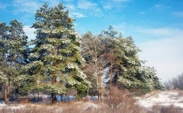 Fichten mit Raureif und Schnee bedeckt. Winterwald — Stockfoto