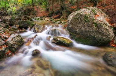 Sarı ağaç bitki örtüsü ve orman kayalara sonbahar creek koruyu