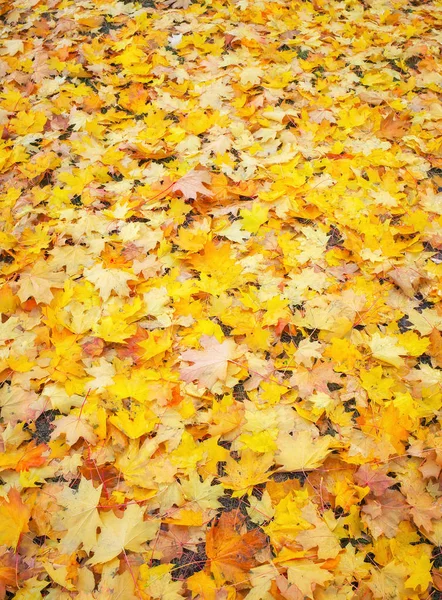 Outono Colorido Laranja Vermelho Amarelo Folhas Bordo Como Fundo Livre — Fotografia de Stock