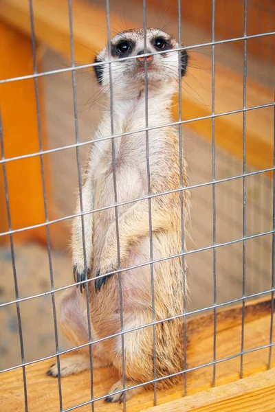 Meerkat or Surikat is standing on its hind legs. Cute wild anima — Stock Photo, Image